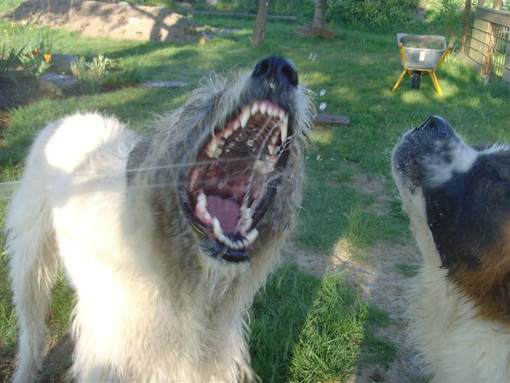 Irsk ulvehund ~Fanta~ - elsker at lege med vand.........ser jeg ikke farlig ud.... billede 19