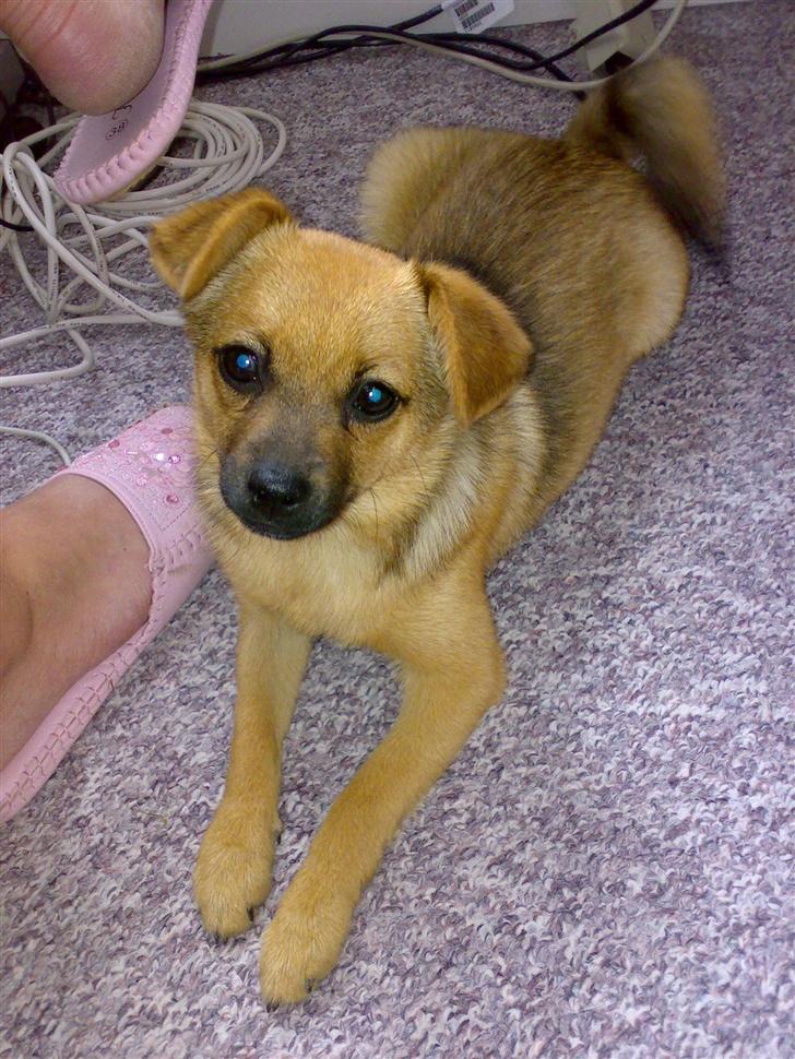 Blanding af racer bianca - 26 maj 2007 billede 11