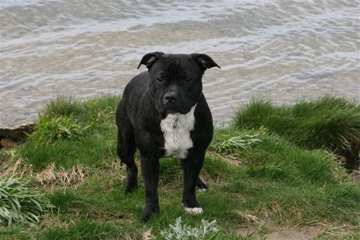 Staffordshire bull terrier roxystaff hi-man "Cody" billede 8
