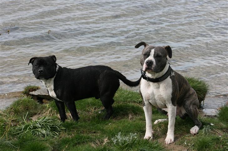 Staffordshire bull terrier roxystaff hi-man "Cody" billede 9