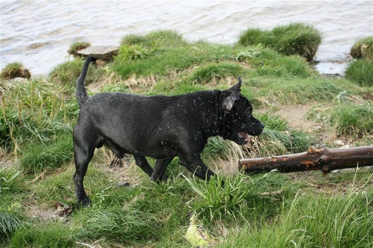 Staffordshire bull terrier roxystaff hi-man "Cody" billede 10