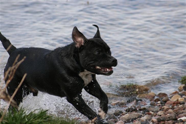 Staffordshire bull terrier roxystaff hi-man "Cody" billede 11