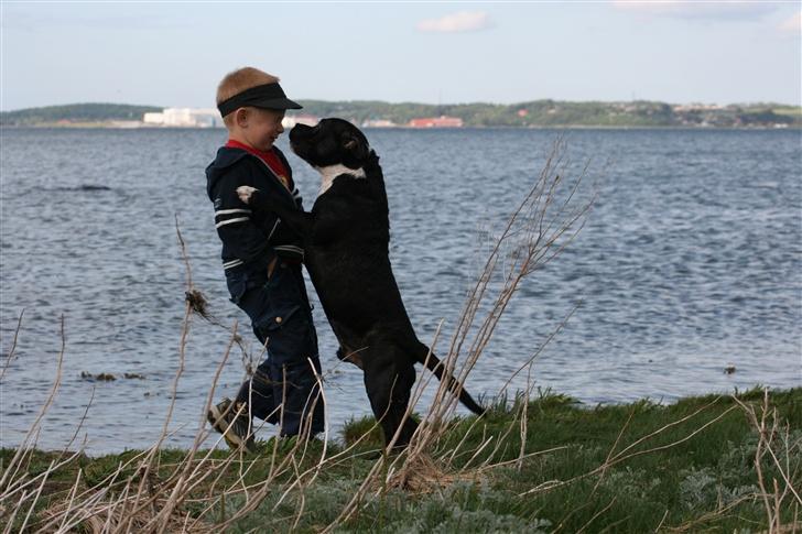 Staffordshire bull terrier roxystaff hi-man "Cody" billede 12