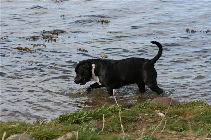 Staffordshire bull terrier roxystaff hi-man "Cody" billede 13
