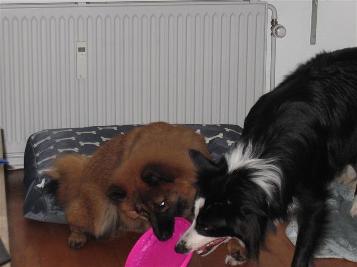 Eurasier E-buffy billede 5