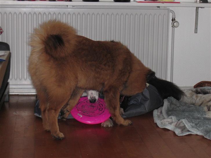 Eurasier E-buffy billede 6