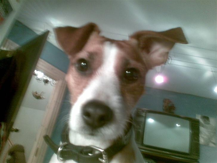 Blanding af racer Soffie (forældres hund) billede 1