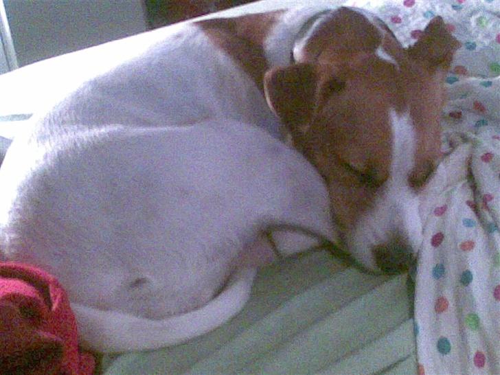 Blanding af racer Soffie (forældres hund) billede 2