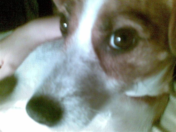 Blanding af racer Soffie (forældres hund) billede 3