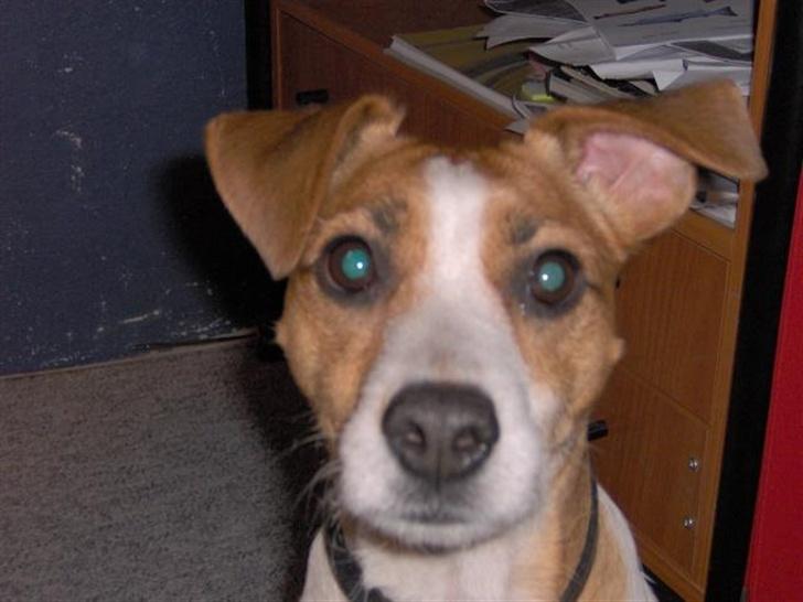 Blanding af racer Soffie (forældres hund) billede 4