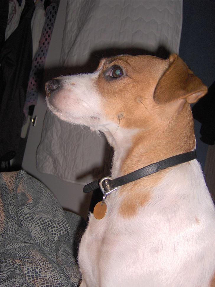 Blanding af racer Soffie (forældres hund) billede 5