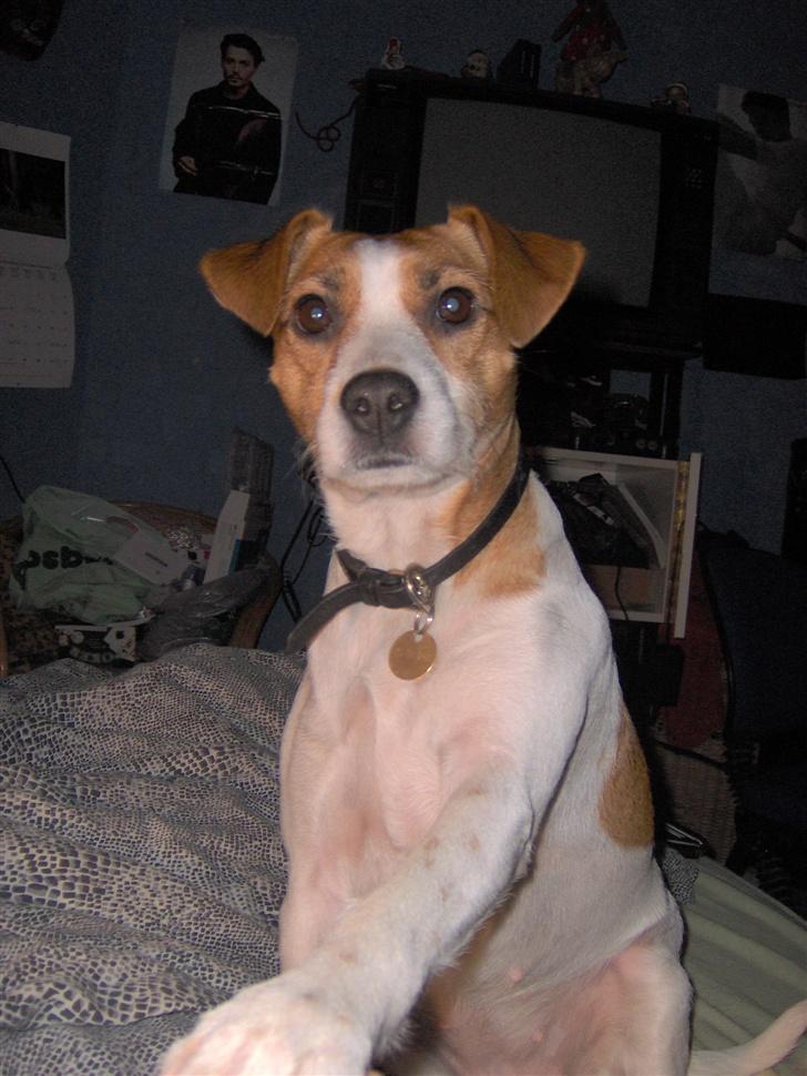 Blanding af racer Soffie (forældres hund) billede 6