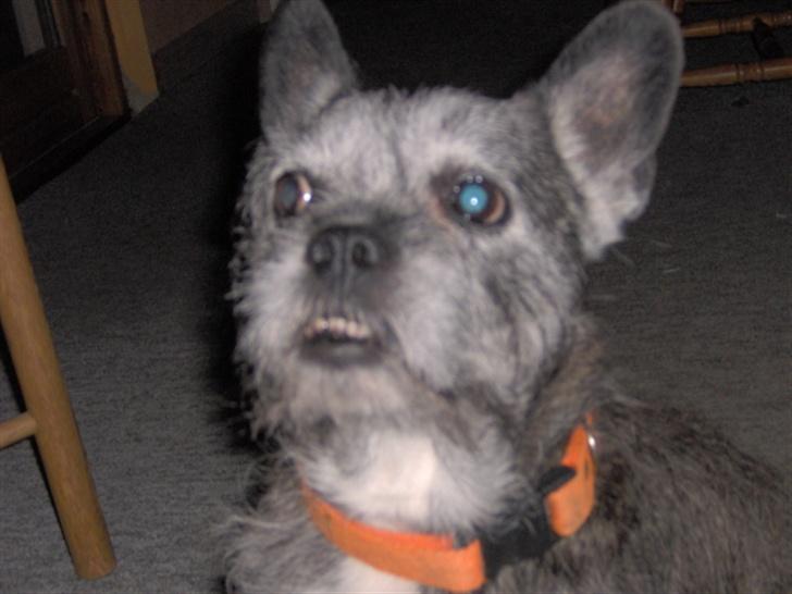 Blanding af racer Buster R.I.P. billede 1