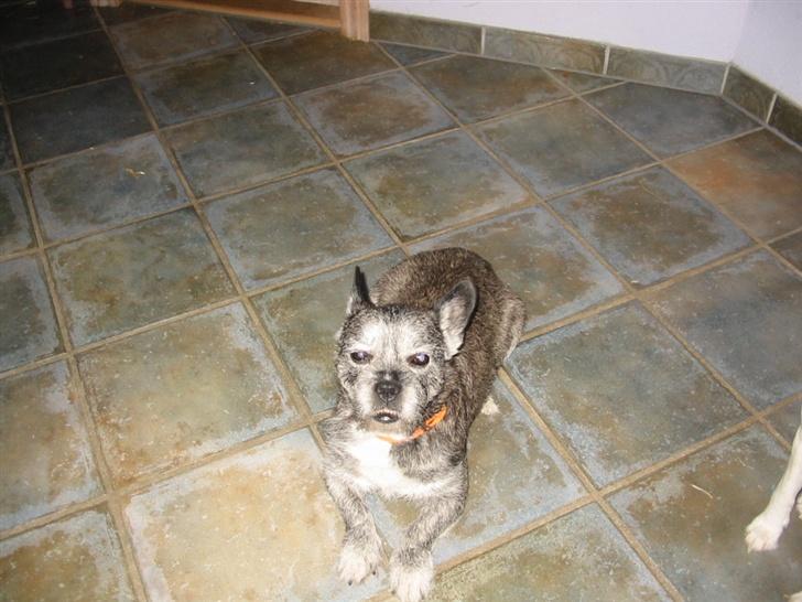 Blanding af racer Buster R.I.P. billede 2