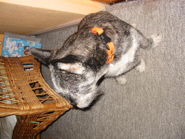 Blanding af racer Buster R.I.P. billede 3