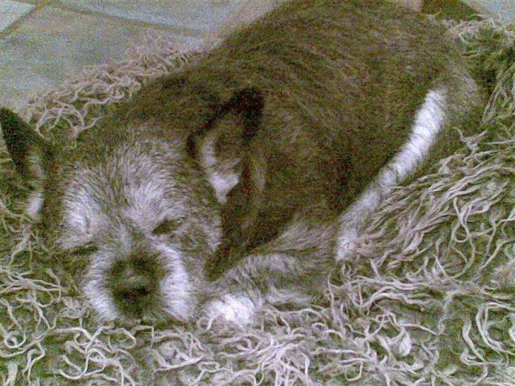 Blanding af racer Buster R.I.P. - Her ses han i sin sygdoms periode hvor han havde fået betændelse i prostata. han var meget tæt på og skulle aflives billede 4