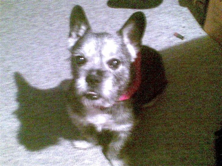 Blanding af racer Buster R.I.P. billede 5