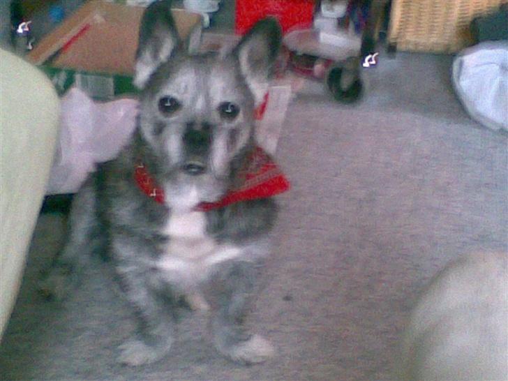 Blanding af racer Buster R.I.P. billede 6