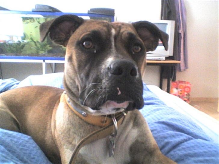 Blanding af racer kikki - er jeg ikk fin mor billede 12