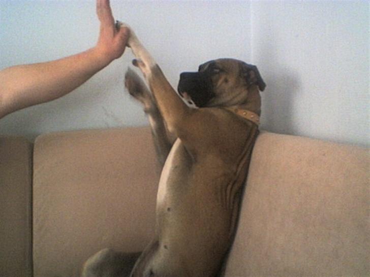 Blanding af racer kikki - laver figh five med far billede 13