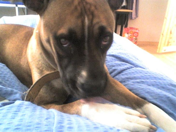 Blanding af racer kikki - må jeg godt ligge her?? billede 14