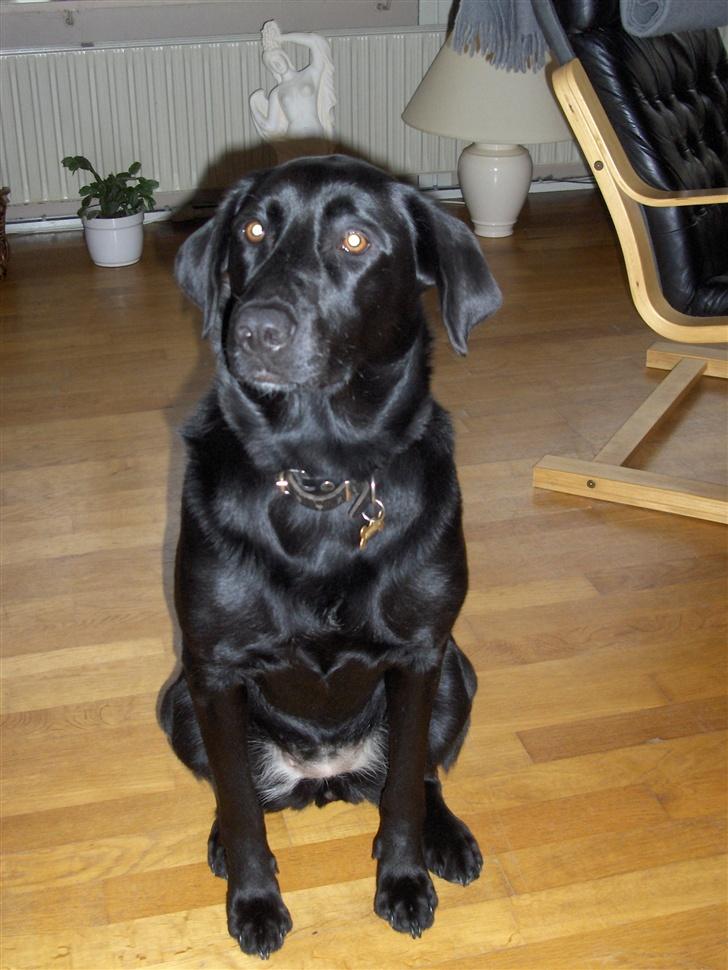 Labrador retriever Djanca billede 2