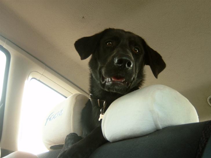 Labrador retriever Djanca billede 3