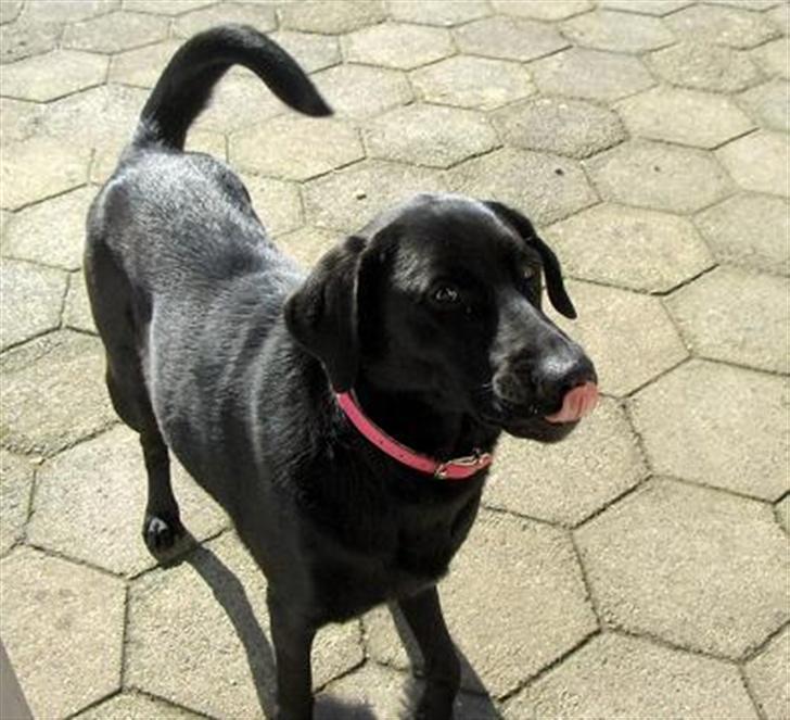 Labrador retriever Djanca billede 4