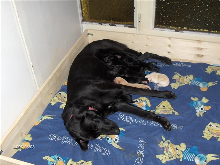 Labrador retriever Djanca billede 5