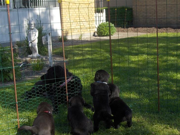 Labrador retriever Djanca billede 6