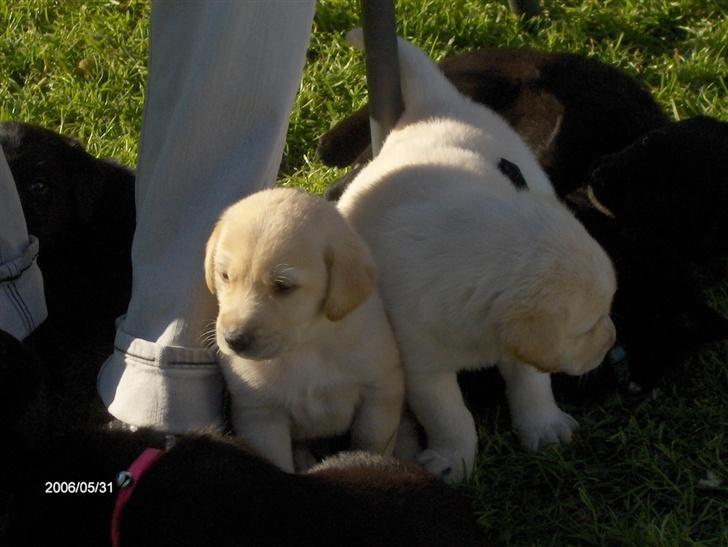 Labrador retriever Balou billede 4