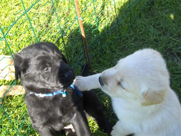 Labrador retriever Balou billede 5