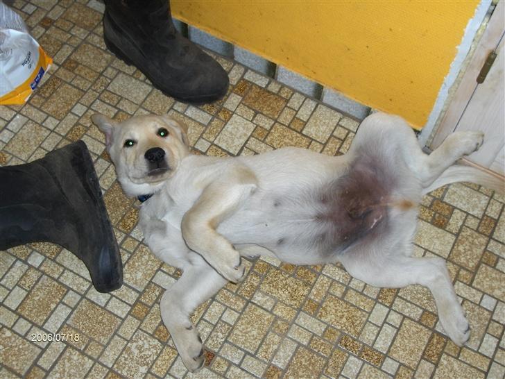 Labrador retriever Balou billede 6