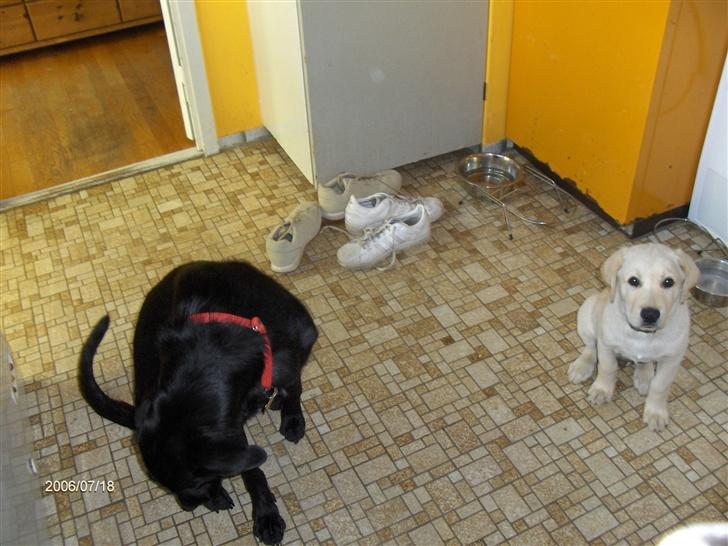 Labrador retriever Balou billede 7