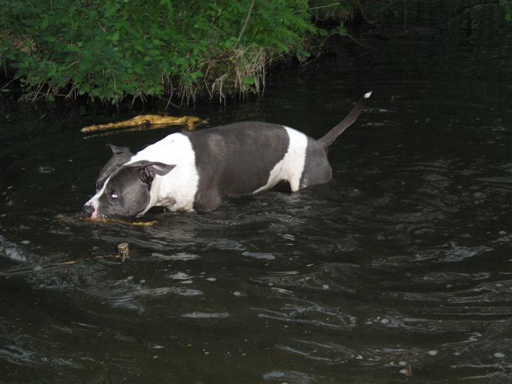 Amerikansk staffordshire terrier Great Vikings Niño - 24/05-07: Niño i Bagsværd sø. billede 14