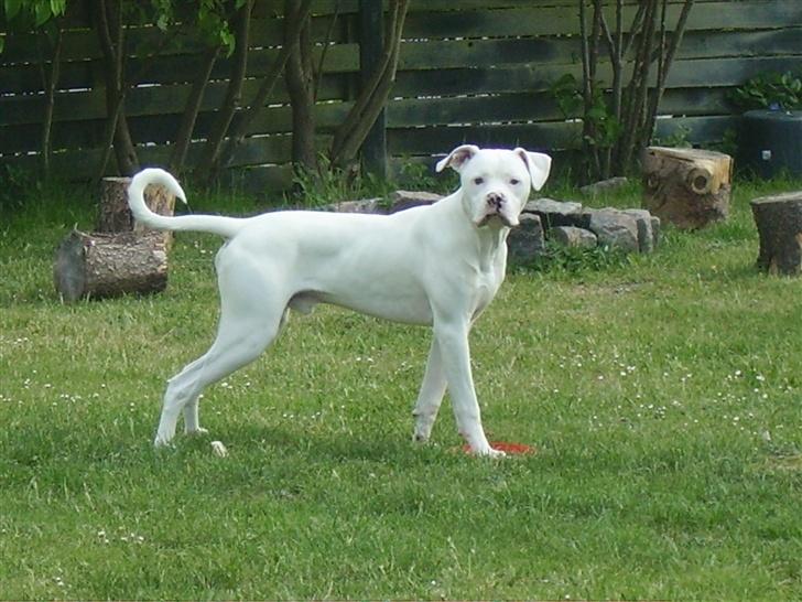 Blanding af racer Bamse R.I.P - fin og flot. billede 2