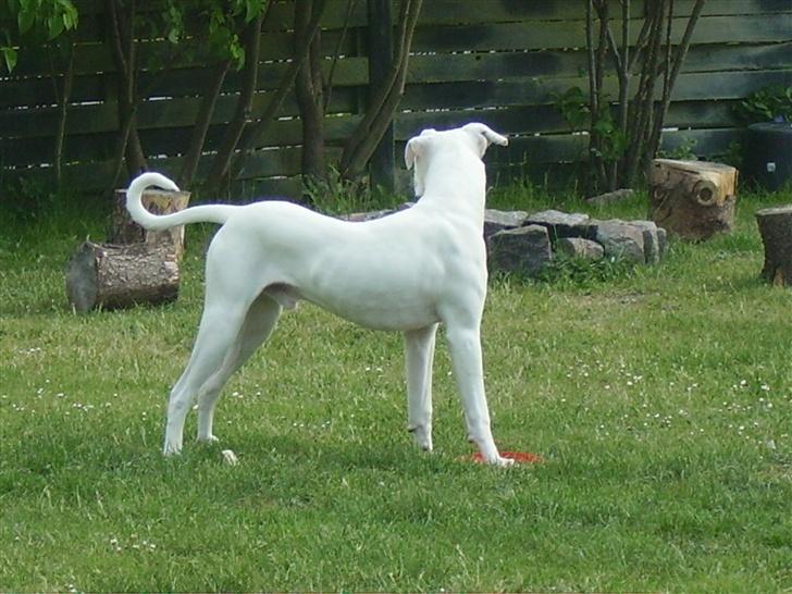 Blanding af racer Bamse R.I.P - her vogter jeg! billede 5