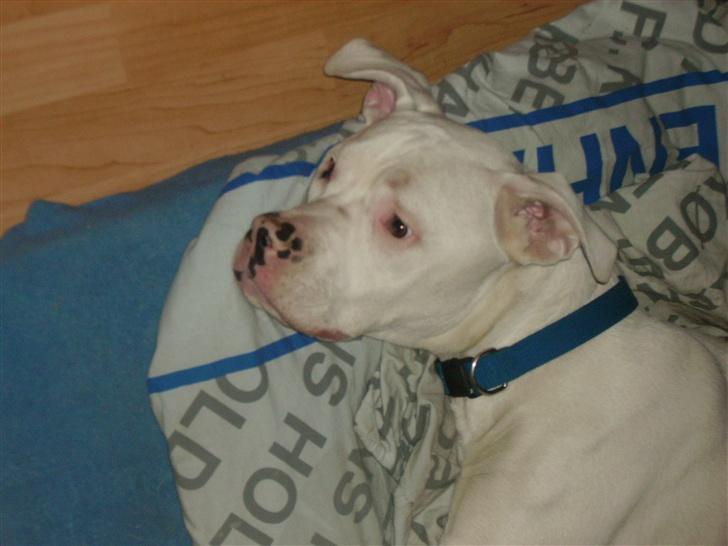 Blanding af racer Bamse R.I.P - powernap! billede 6