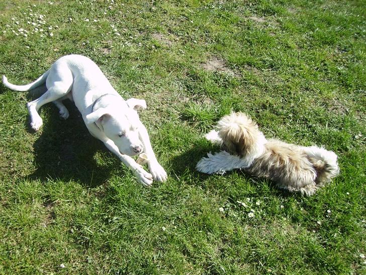 Blanding af racer Bamse R.I.P - leg i haven billede 7