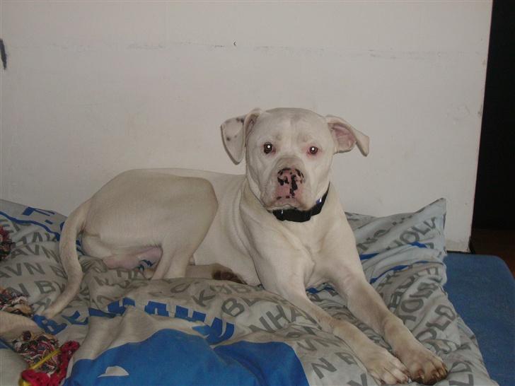 Blanding af racer Bamse R.I.P - fck hunden... billede 8