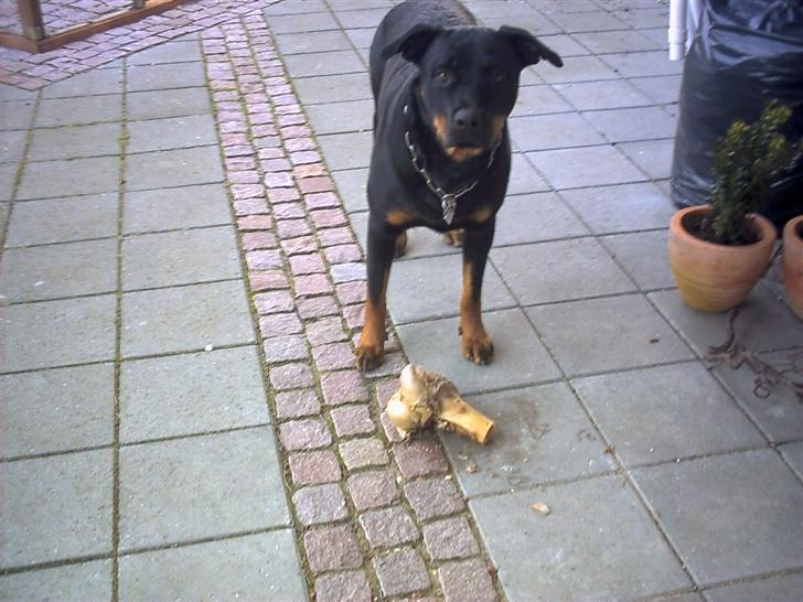 Rottweiler Nausica - mums skal vi dele mit lækre kalveben billede 15