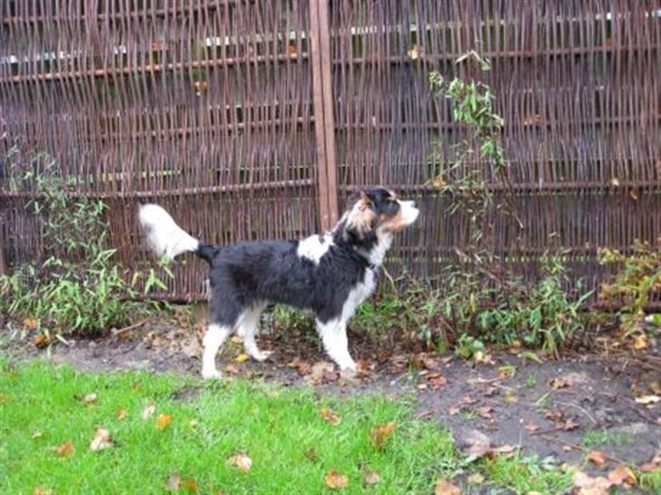 Cavalier king charles spaniel Asterix billede 1