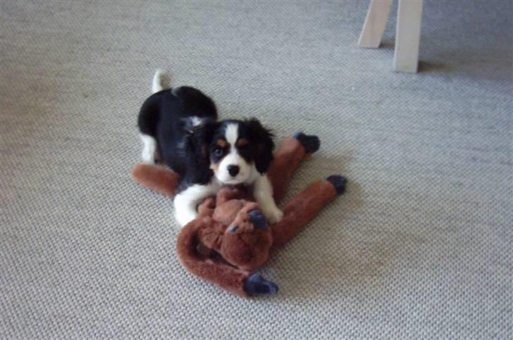 Cavalier king charles spaniel Asterix - Asterix med hans ynglingslegetøj- Hr. Abe billede 2