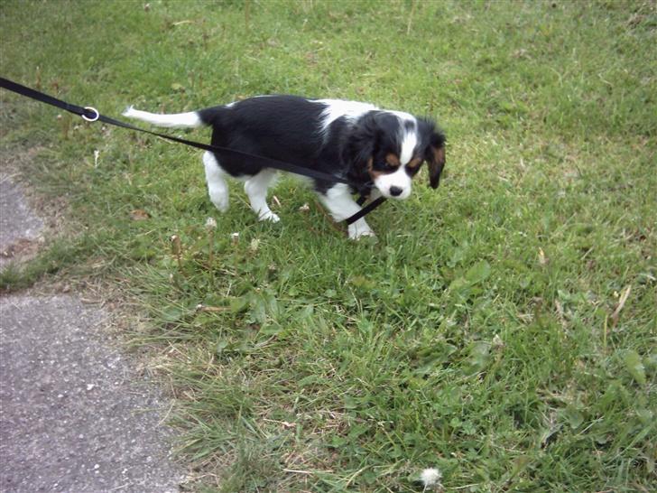 Cavalier king charles spaniel Asterix - Første gang ude at gå tur- den snor er bare møgirriterende billede 3