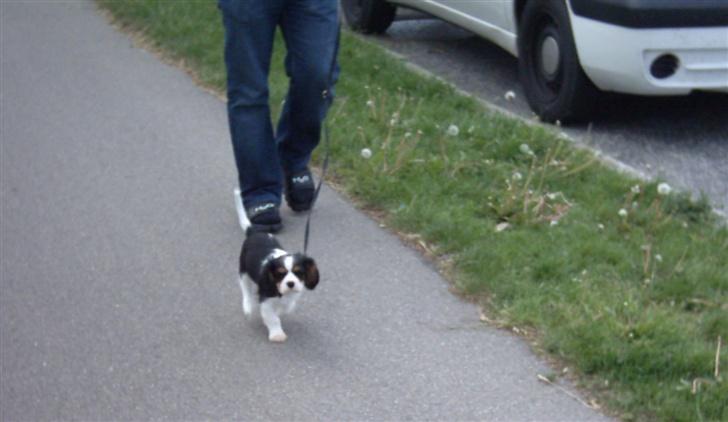 Cavalier king charles spaniel Asterix - Ok, jeg kan også godt gå lidt pænt, hvis I synes billede 4