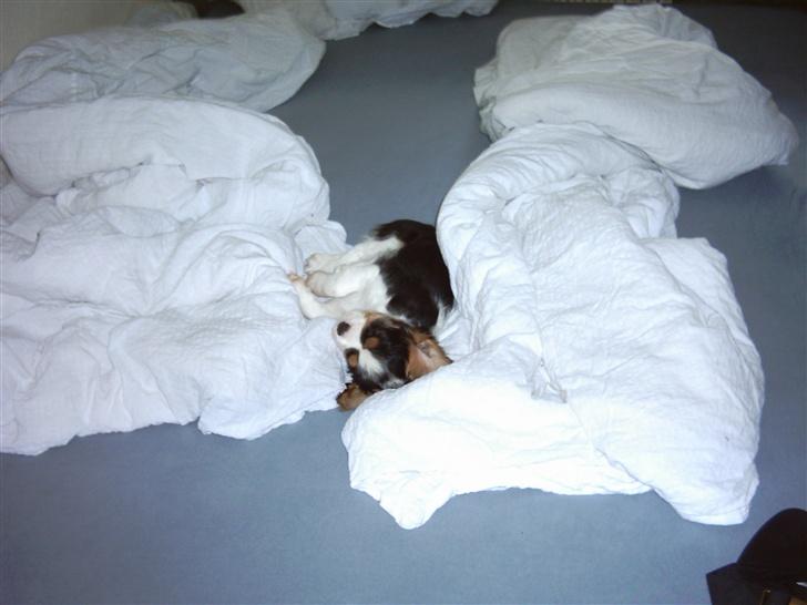 Cavalier king charles spaniel Asterix - Jeps- jeg får lov til at sove i sengen. Har faktisk min egen hovedpude og dyne.. billede 5
