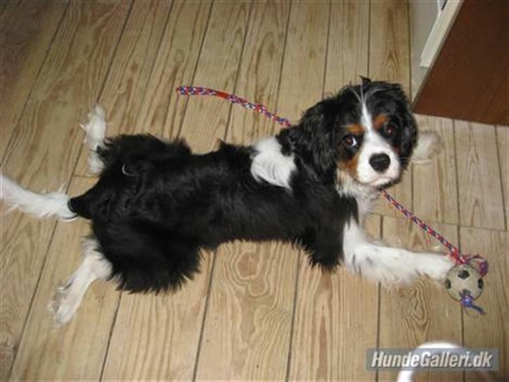 Cavalier king charles spaniel Asterix - Sådan ligger en cavalier altså.. billede 6