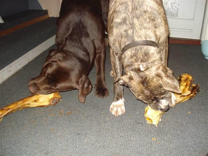 Amerikansk staffordshire terrier Freja - Mums vi har begge fået et stort dejligt ben. 2 januar 2008 billede 11