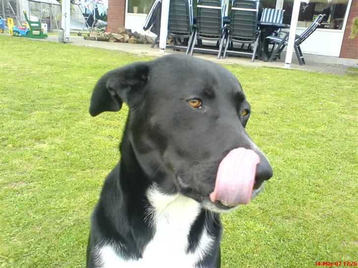 Blanding af racer Elvis - har jeg noget på snuden? billede 18