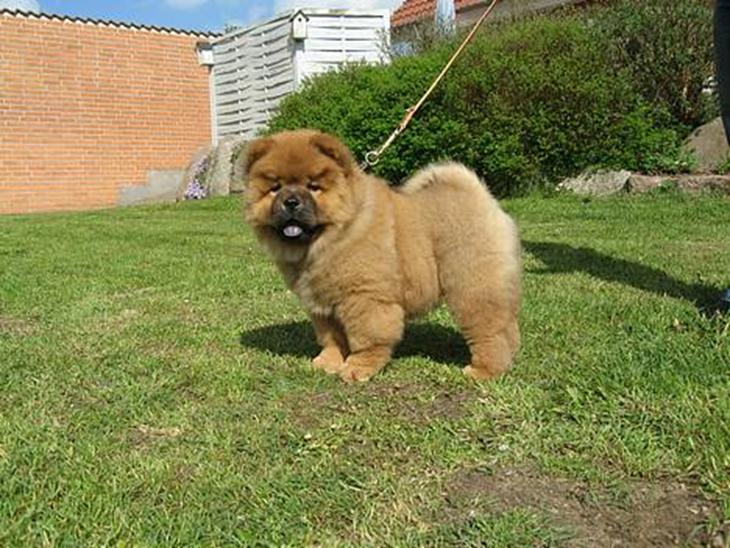 Chow chow Nørskov's Coca Cola Bimbo - Nå ja - jeg kan da godt stå pænt. billede 1